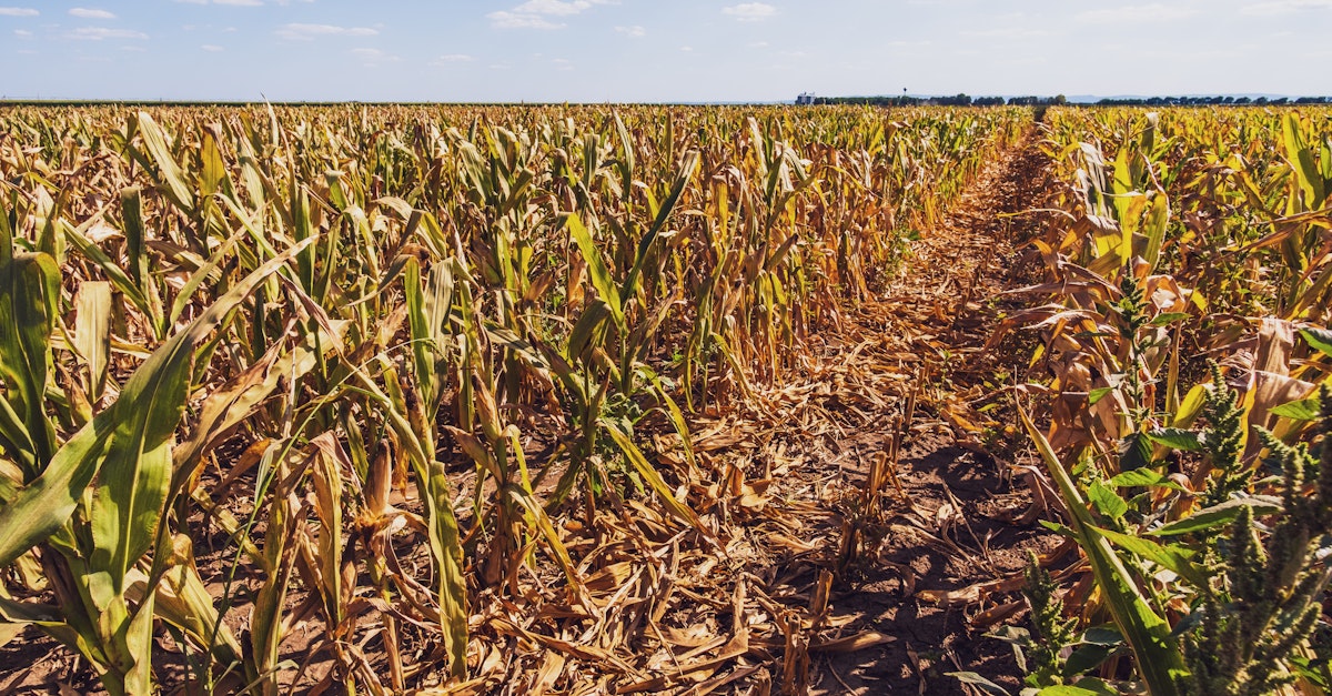 3 Reasons to Use More Data in Crop Insurance